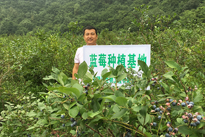 2015 yılında,-şirket-ulusal-hedefli-yoksulluğu-azaltma-politikasına-aktif olarak-karşılık verdi ve-Jilin'deki-yerel-çiftçilerle-yaban mersini-ve-mor-kurmak-için-işbirliği yaptı. -mısır-üretim-üsleri.